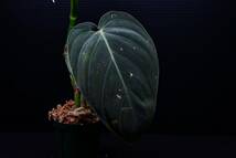 2 Philodendron melanochrysum　フィロデンドロン　メラノクリサム　苗_画像5