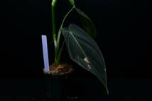 4 Philodendron melanochrysum　フィロデンドロン　メラノクリサム　苗_画像3