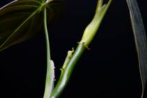 4 Philodendron melanochrysum　フィロデンドロン　メラノクリサム　苗_画像8