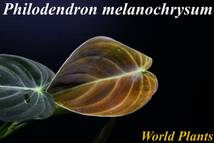 4 Philodendron melanochrysum　フィロデンドロン　メラノクリサム　苗_画像1
