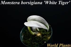 13　斑入りモンステラ　ホワイトタイガー Monstera　borsigiana 'White Tiger' 