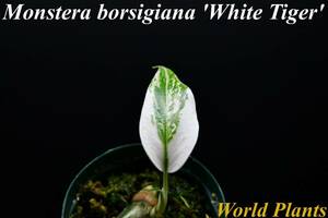 14　斑入りモンステラ　ホワイトタイガー Monstera　borsigiana 'White Tiger' 