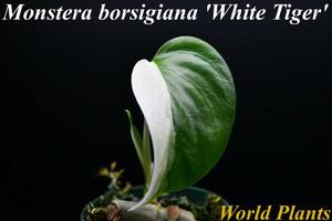 18　斑入りモンステラ　ホワイトタイガー Monstera　borsigiana 'White Tiger' 