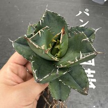 D7 【パンダ園芸】 特選 アガベ チタノタ柊月 agave titanota holly moon_画像4