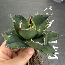 D7 【パンダ園芸】 特選 アガベ チタノタ柊月 agave titanota holly moon_画像2