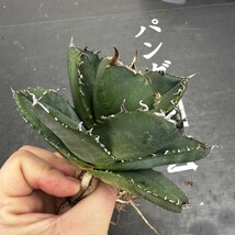 D7 【パンダ園芸】 特選 アガベ チタノタ柊月 agave titanota holly moon_画像7