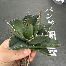 D7 【パンダ園芸】 特選 アガベ チタノタ柊月 agave titanota holly moon_画像3