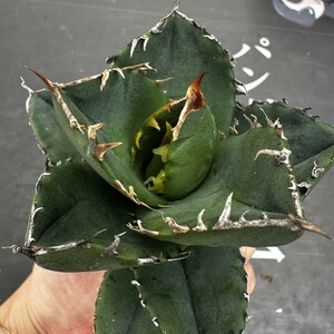 D7 【パンダ園芸】 特選 アガベ チタノタ柊月 agave titanota holly moon