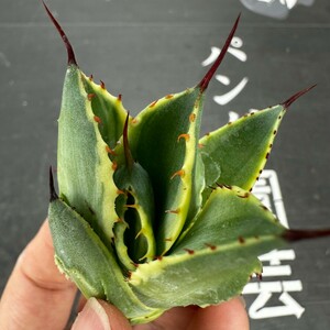 D81 【パンダ園芸】多肉植物アガべ ポタトラム　 キュービック錦 黄覆輪斑 