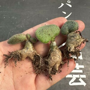 C11【パンダ園芸】特選 珍奇植物 Tylecodon nolteei チレコドン ノルティ 3株