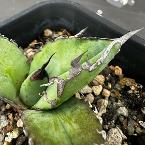 E18【パンダ園芸】【AGAVE TITANOTA BLUE実生選抜 】アガベ　チタノタ　　ムチプリブルー