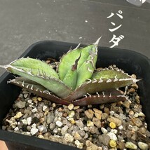 E18【パンダ園芸】【AGAVE TITANOTA BLUE実生選抜 】アガベ　チタノタ　　ムチプリブルー_画像7