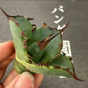 E75【パンダ園芸】アガベ チタノタ OWL 海豹 agave titanota 寛葉厳龍 LBP 胴切り天芽子株 極上子株