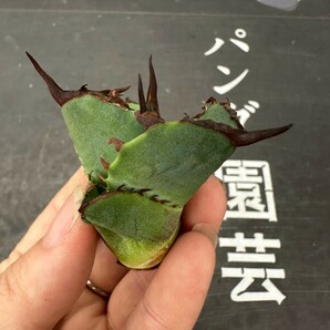 E75【パンダ園芸】アガベ チタノタ OWL 海豹 agave titanota 寛葉厳龍 LBP 胴切り天芽子株 極上子株の画像6