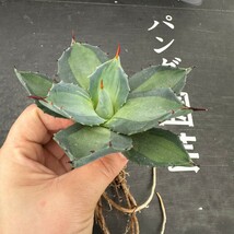 F31【パンダ園芸】 アガベ パリー　ホーチエンシス　極上斑　斑入り　吉祥天錦　Agave parryi f.variegata 特選優良強棘株　_画像5