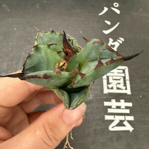 F35【パンダ園芸】アガベ チタノタ OWL 海豹 agave titanota 寛葉厳龍 LBP 胴切り天芽子株 極上子株の画像5