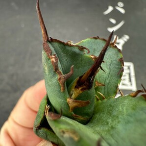 F37【パンダ園芸】アガベ チタノタ OWL 海豹 agave titanota 寛葉厳龍 LBP 胴切り天芽子株 極上子株の画像4