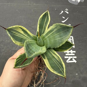 F39【パンダ園芸】多肉植物アガベ パリー トランカータ ライムストリーク アイス発根済み の画像1