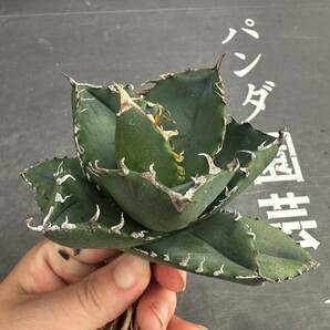 H6【パンダ園芸】 特選 アガベ チタノタ柊月 agave titanota holly moonの画像1