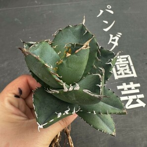 H6【パンダ園芸】 特選 アガベ チタノタ柊月 agave titanota holly moonの画像2