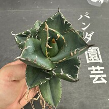 H6【パンダ園芸】 特選 アガベ チタノタ柊月 agave titanota holly moon_画像9