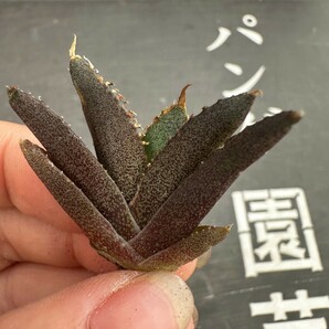 H38【パンダ園芸】 特選 アガベ 【豆豆竜】メリクロン株 チタノタ 多肉植物 優良血統 ブツブツ系 2株の画像5