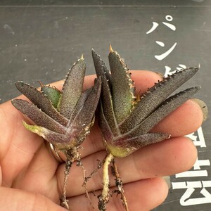 H39【パンダ園芸】 特選 アガベ 【豆豆竜】メリクロン株　チタノタ 多肉植物 優良血統　ブツブツ系 