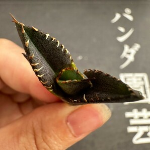 H39【パンダ園芸】 特選 アガベ 【豆豆竜】メリクロン株 チタノタ 多肉植物 優良血統 ブツブツ系 の画像4