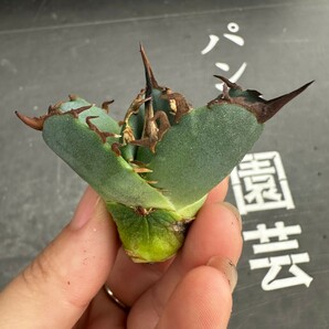 H42【パンダ園芸】アガベ チタノタ OWL 海豹 agave titanota 寛葉厳龍 LBP 胴切り天芽子株 極上子株の画像5