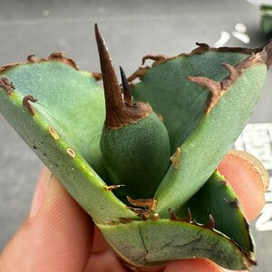 H43【パンダ園芸】アガベ チタノタ OWL 海豹 agave titanota 寛葉厳龍 LBP 胴切り天芽子株 極上子株