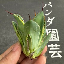 H49【パンダ園芸】多肉植物アガべ ポタトラム　 キュービック錦 覆輪斑 大子株 _画像4