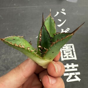 H57【パンダ園芸】多肉植物アガベ agave チタノタ 強棘霸王竜 胴切り天芽子3株の画像4