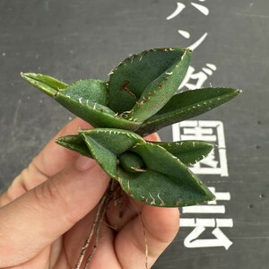 H58【パンダ園芸】アガベ チタノタ ジャガーノート 純血 / Agave titanota 'Juggernaut' pure blood メリクロン株 発根済み 2株