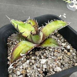 H72 【パンダ園芸】【AGAVE TITANOTA BLUE実生選抜 】アガベ チタノタ  ムチプリブルーの画像7