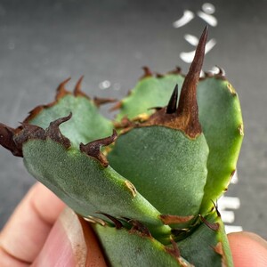 G5【パンダ園芸】アガベ チタノタ OWL 海豹 agave titanota 寛葉厳龍 LBP 胴切り天芽子株 極上子株