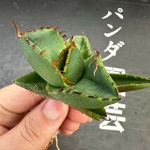 G10【パンダ園芸】アガベ チタノタ ジャガーノート 純血 / Agave titanota 'Juggernaut' pure blood メリクロン株 発根済み _画像3