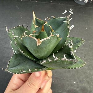 G17【パンダ園芸】 特選 アガベ チタノタ柊月 agave titanota holly moon