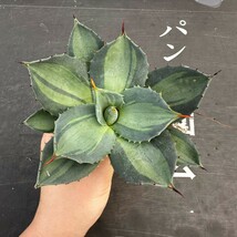 G26【パンダ園芸】 アガベ パリー　ホーチエンシス　極上斑　斑入り　吉祥天錦　Agave parryi f.variegata 特選優良強棘株　_画像1