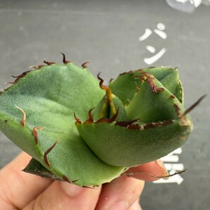 J16【パンダ園芸】アガベ チタノタ ジャガーノート 純血 / Agave titanota 'Juggernaut' pure blood メリクロン株 発根済みの画像2