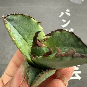 J31【パンダ園芸】アガベ チタノタ OWL 海豹 agave titanota 寛葉厳龍 LBP 胴切り天芽子株 極上子株の画像5