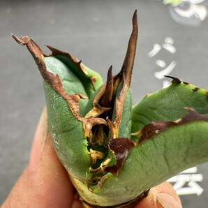 J33【パンダ園芸】アガベ チタノタ OWL 海豹 agave titanota 寛葉厳龍 LBP 胴切り天芽子株 極上子株の画像1