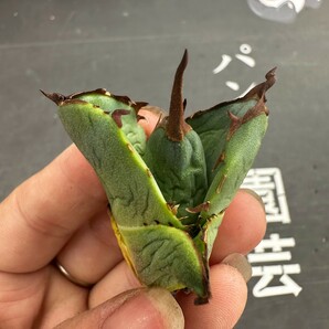 J33【パンダ園芸】アガベ チタノタ OWL 海豹 agave titanota 寛葉厳龍 LBP 胴切り天芽子株 極上子株の画像4