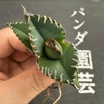 J41【パンダ園芸】アガベ　チタノタ南アフリカダイヤモンド　SAD メリクロン株 発根済み_画像2