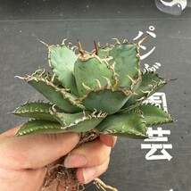 J50【パンダ園芸】多肉植物アガベ チタノタ フィリグリー 圓葉拇指台湾輸入株 強棘 発根済み_画像5