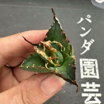 J63【パンダ園芸】アガベ 多肉植物 チタノタ シーザー　凱撒 胴切り天芽子株 5株_画像4