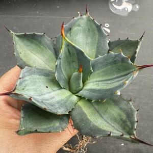 J70【パンダ園芸】 アガベ パリー　ホーチエンシス　極上斑　斑入り　吉祥天錦　Agave parryi f.variegata 特選優良強棘株　