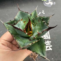 J74【パンダ園芸】アガベ　チタノタ HADES ハデス 恐竜牙歯 Agave titanota Hades　メリクロン株 発根済み _画像1