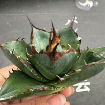 J74【パンダ園芸】アガベ　チタノタ HADES ハデス 恐竜牙歯 Agave titanota Hades　メリクロン株 発根済み _画像4