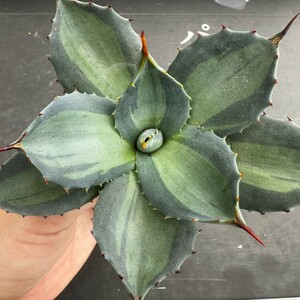 K14【パンダ園芸】 アガベ パリー　ホーチエンシス　極上斑　斑入り　吉祥天錦　Agave parryi f.variegata 特選優良強棘株　