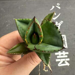 K30【パンダ園芸】アガベ チタノタ ジャガーノート 純血 / Agave titanota 'Juggernaut' pure blood メリクロン株 発根済み の画像2